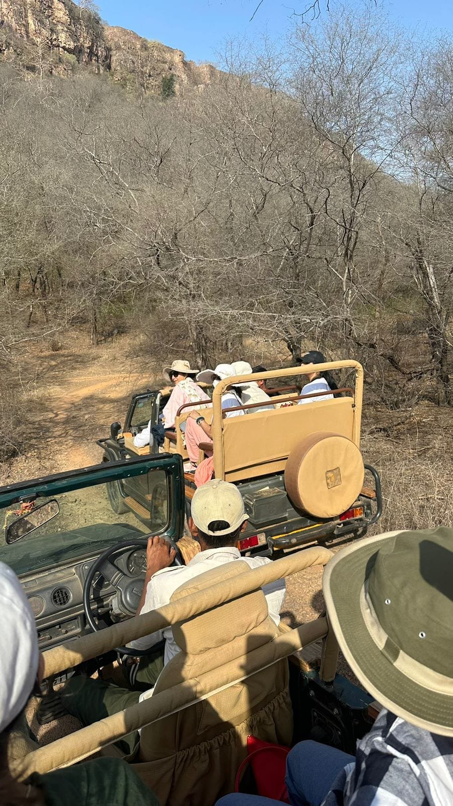 safari