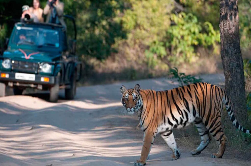 Tiger Safari